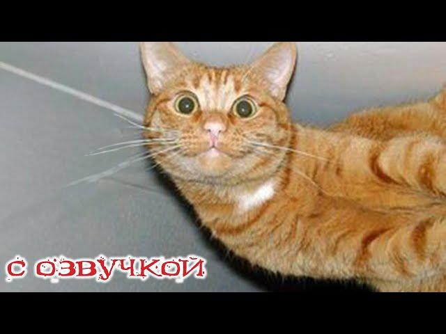 Funny Animal Videos 2024 - Funniest Dogs and Cats Videos #220