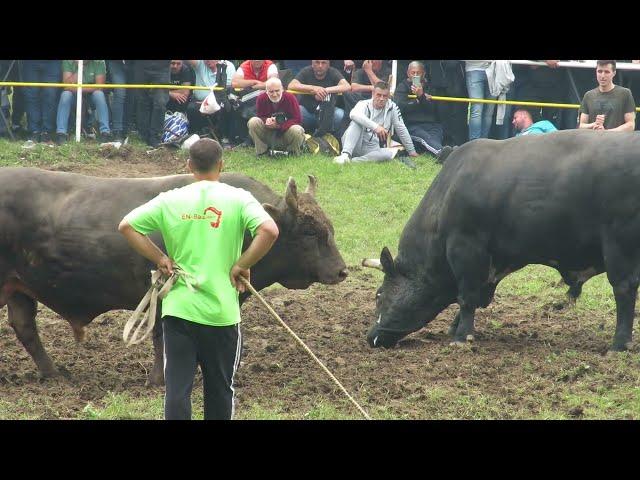 MEDONJA VS MILOVAN LISKOVICA 2023 KORIDA