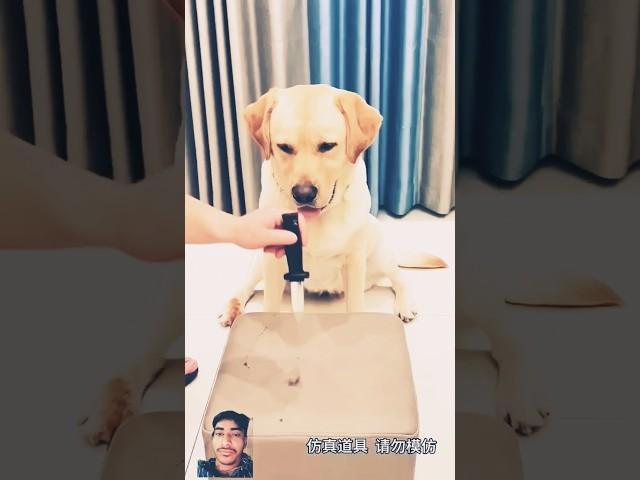 Dog's funny reaction #dog #puppy #labrador #funny #pets #comedy #greenscreen #duet #action