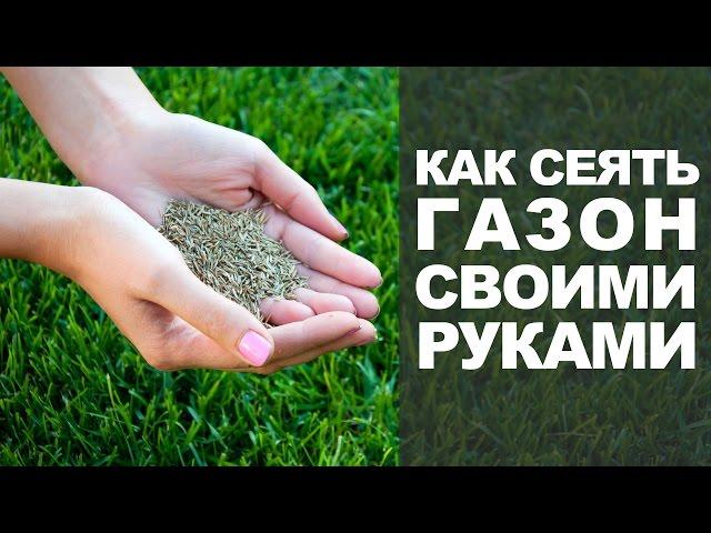 Как сеять газонную траву своими руками