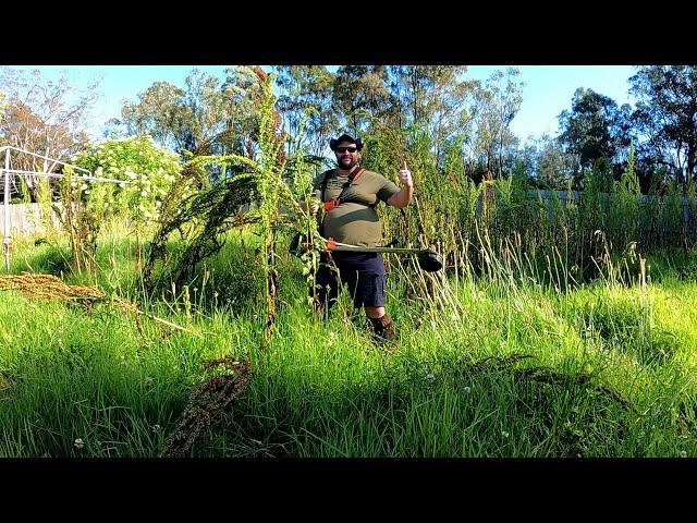 Mowing WET OVERGROWN Grass & 10 FOOT Weeds After MAJOR Australian FLOODS