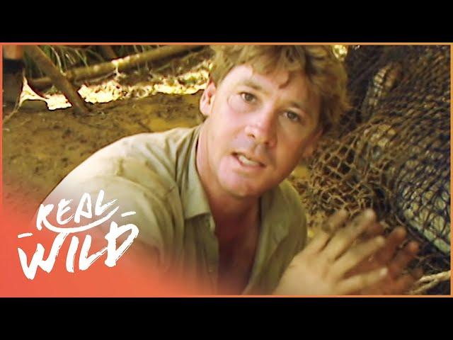 Steve Irwin's Biggest Crocodile Battles (Wildlife Documentary) | Real Wild