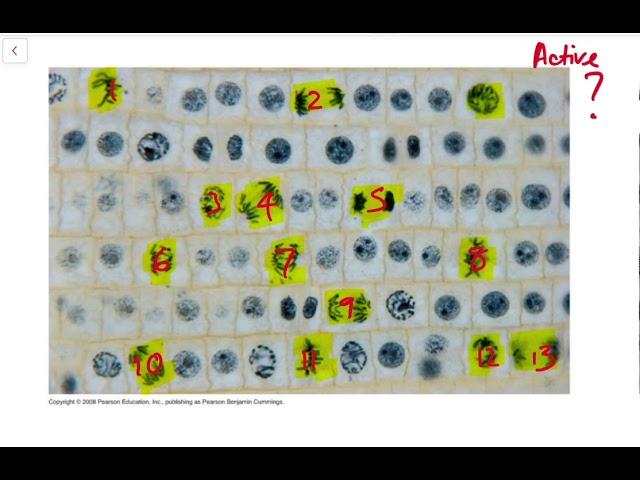 IB Biology Tutorial - 1.6 - Mitotic Index