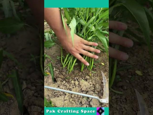 The Process Of Cutting Plants With A Cleaver