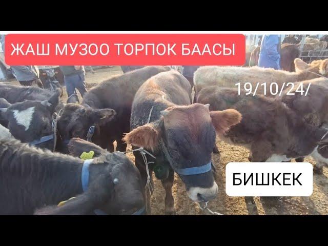 ЖАШ МУЗОО ТОРПОК КУНАЖЫН БААСЫ ПРИГОРОДНЫЙ МАЛ БАЗАР 19/10/24/