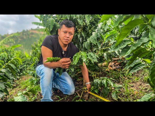 Medidas Esenciales Para Una Buena Siembra Exitosa En Nuestro Cultivo De Café