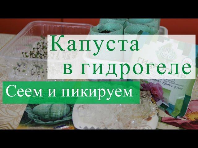 Сеем капусту в гидрогель. Далее пикируем.