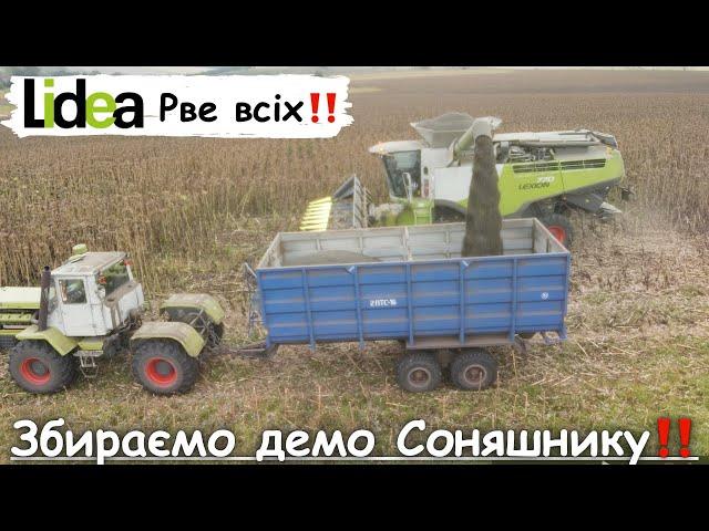 Збирання врожаю соняшнику  Результати демоділянки‼️