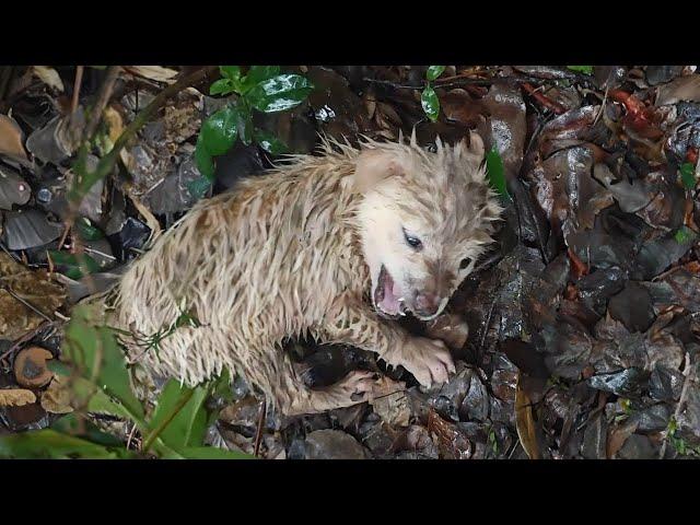 "Don't hurt me." the scared puppy screamed loudly and shivered in the pouring rain