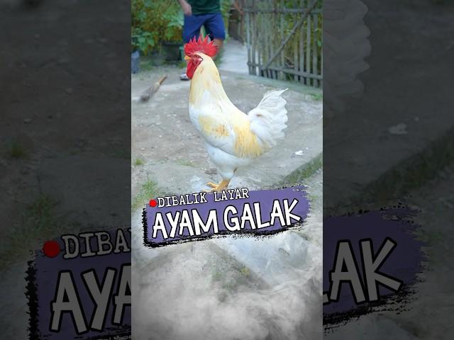 Geboy Si Ayam Galak | Dibalik Layar #marvincalla