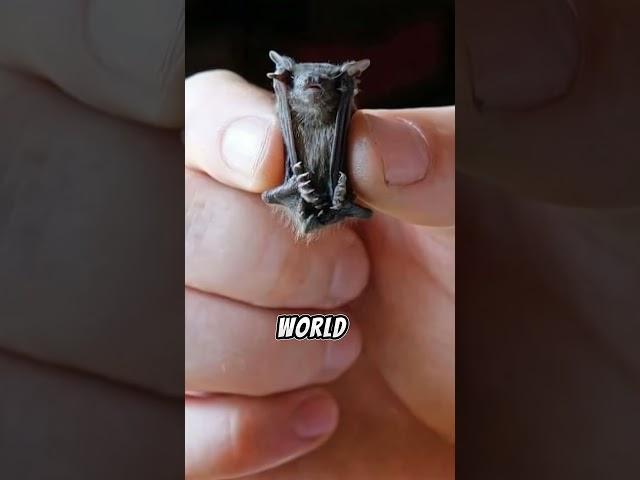 Top 2 Interesting Facts About Animals | Animal Facts. #top3 #facts #top #animals