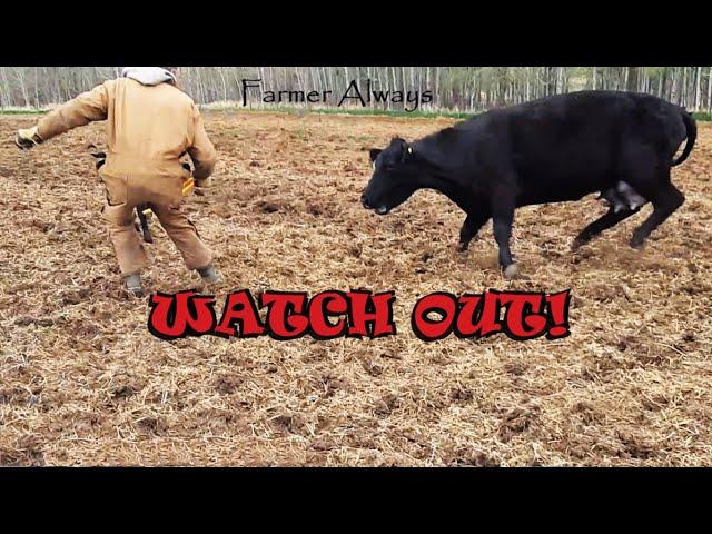 CRAZY COW WANTS TO KILL US !!! RUN FAST !!! #extreme #fear #race #intense #stress #funny Q&A