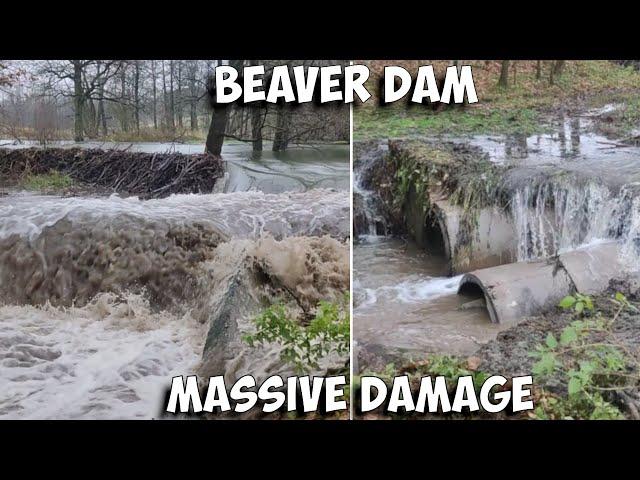 Beaver Dam Removal - Massive Damage - Excavator