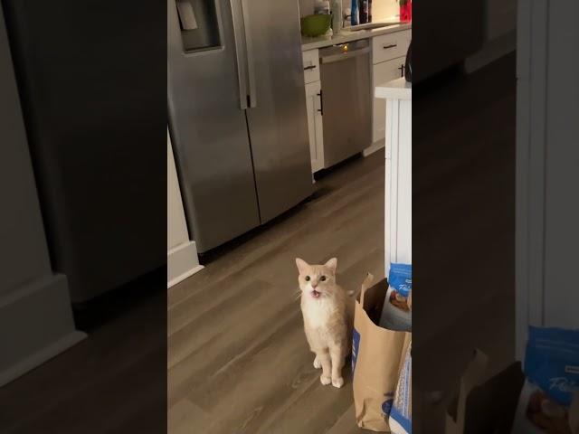 Cat vs. guitar. They say imitation is the highest form of flattery. Hope he takes the compliment