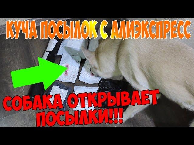 Куча посылок с aliexpress за доллар  10 КРУТЫХ ВЕЩЕЙ ДЛЯ КОШЕК И СОБАК С АЛИЭКСПРЕСС 2018 до 1$