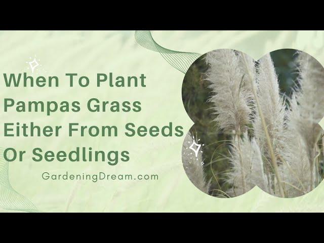 When To Plant Pampas Grass Either From Seeds Or Seedlings