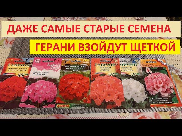 Сею Пеларгонию и выращиваю Только так результат 100% всхожесть из семян