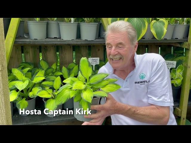 Rewela Hostas look at Hosta Captain Kirk