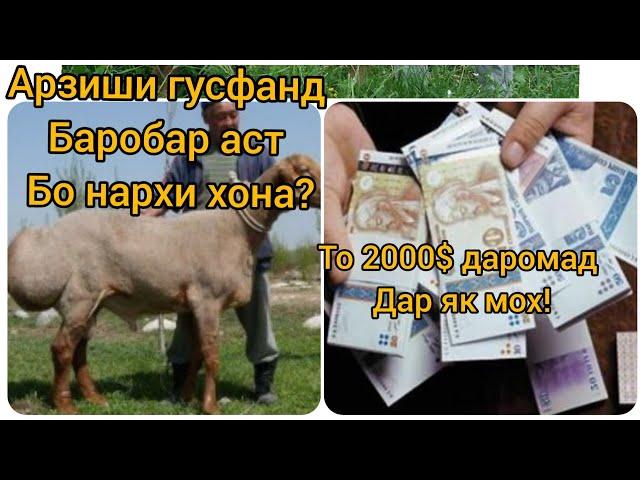 #ФаррухСаломов ГУСФАНДПАРВАРИ ВАЗНИ ГУСФАНД ТО 200КГ СИРИ ИН ДАР ЧИСТ?