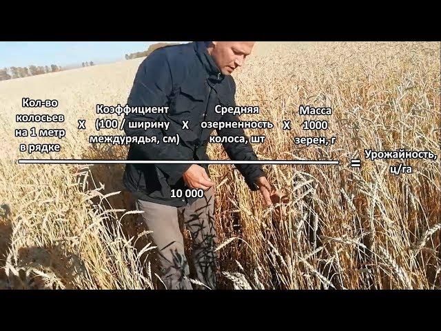 Определение (расчет) биологической урожайности в поле
