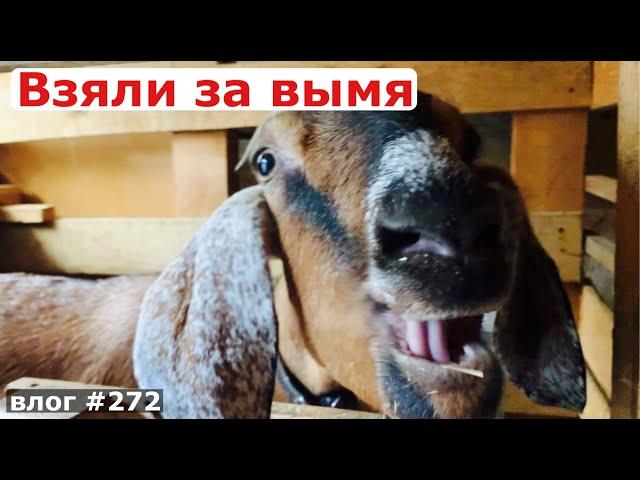 СМОТРЮ И УДИВЛЯЮСЬ | ПЕРВОЕ ВПЕЧАТЛЕНИЕ | ДОЙКА КОЗЫ | ДЕТСКОЕ СЧАСТЬЕ В ПАРКЕ | Купили дом | Анапа