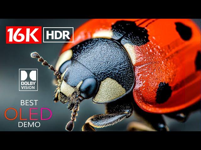 BEST OF 16K Video ULTRA HD 240 FPS | Dolby Vision 16K HDR  #bgm