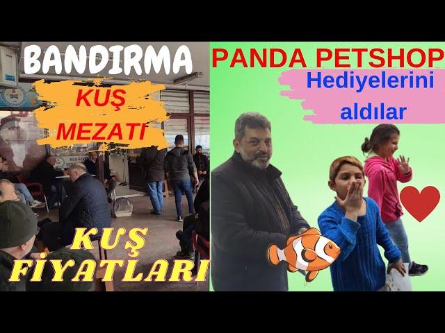 BANDIRMA KUŞ MEZATI // KUŞ FİYATLARI NE KADAR? // SULTAN PAPAĞANI VE MUHABBET KUŞLARI / KANARYALAR