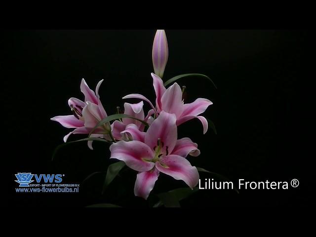 Lilium Frontera®