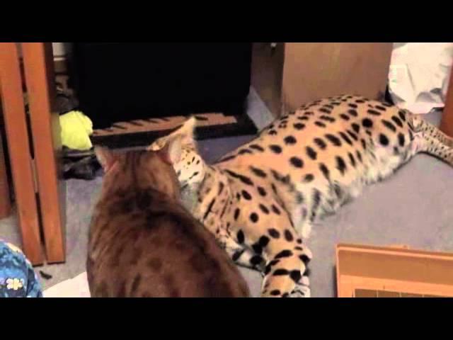 Cheetoh vs. Serval