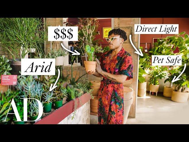 How To Shop For Houseplants, Explained By A Plant Expert | Architectural Digest