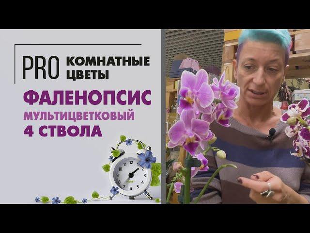 Фаленопсис мультицветковый 4 ствола | Обзор сортов | Что такое мультифлора и грандифлора