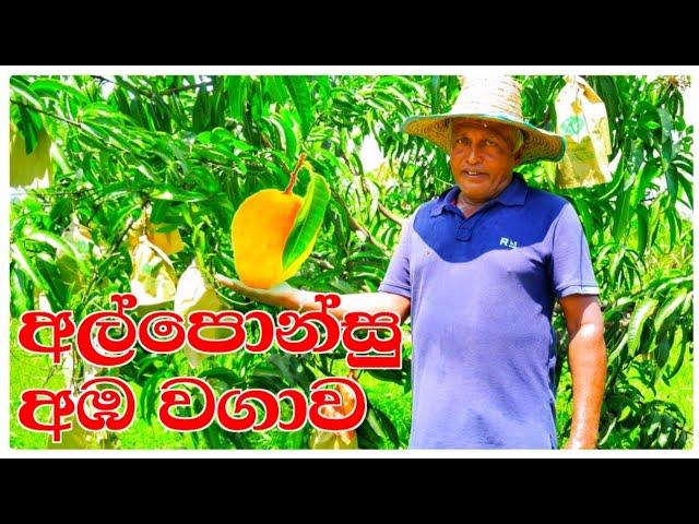 අල්පොන්සු අඹ වගාව Alaponsu aba wagawa