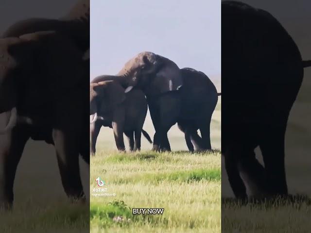 Elephants mating | Elephant Tusker Mating #elephant #tuskers #viral #animal #nature #shorts