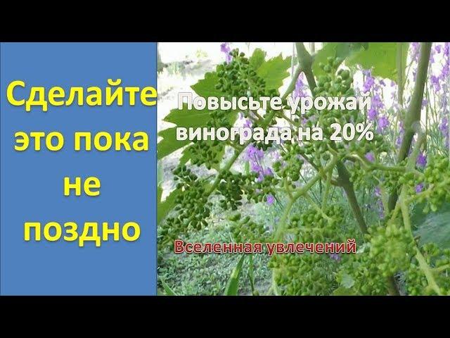 . ПРИЩИПЫВАНИЕ ПОБЕГОВ И ПАСЫНКОВ.КАК УВЕЛИЧИТЬ УРОЖАЙ ВИНОГРАДА НА 20% .  Vselennaya uvlecheniy