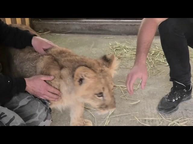 Simba is getting ready to move! Bakhchisarai Zoo. Crimea.