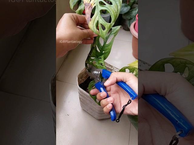 This Trick Can Turn Your Plant Bushy Fast!