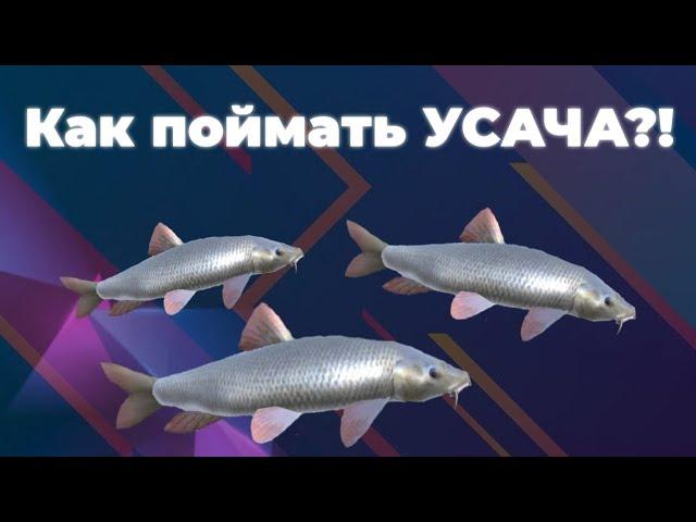 На ЧТО и КАК поймать эту редкую РЫБУ??? Усач в Оттаве