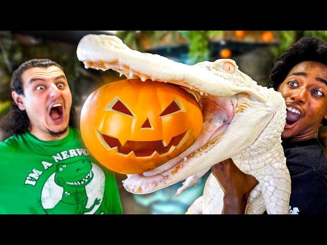 My Giant White Alligator Vs. Pumpkin!