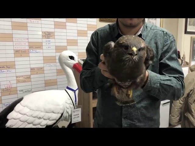 Hawk Head Stabilization