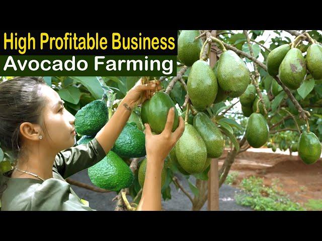 Avocado Farming Business - How to Start Business Avocado Farm - How to Grow Avocado - Business Ideas