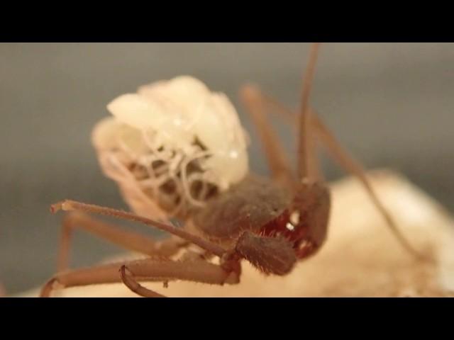 Thumbelina (Charinus acosta) had her babies!!