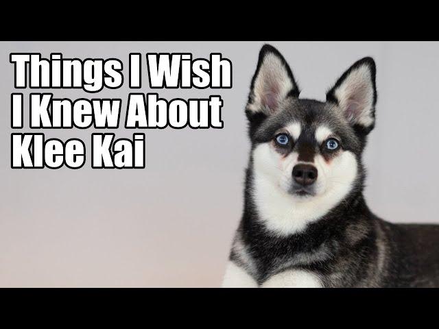 KLEE KAI: THINGS I WISH I KNEW Before Getting an AKK