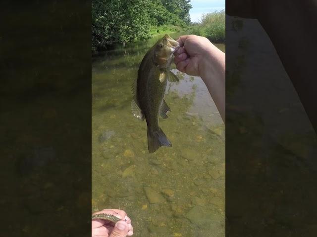 Fish for thought ￼
