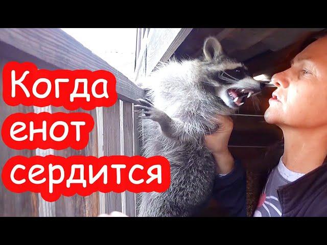 VLOG Лимон укусил тётю Олю