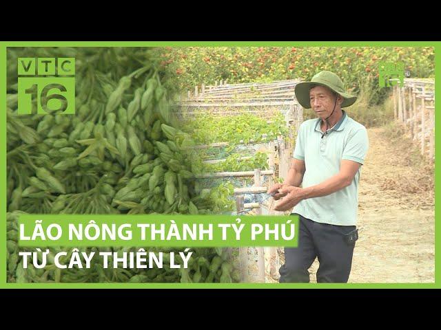 Lão nông thành tỉ phú từ cây hoa thiên lý | VTC16