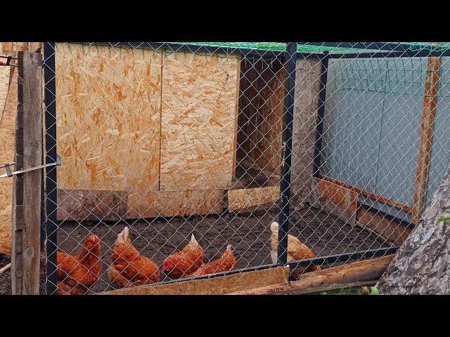 Now chickens will lay in the winter without a rooster. Eggs for every day.