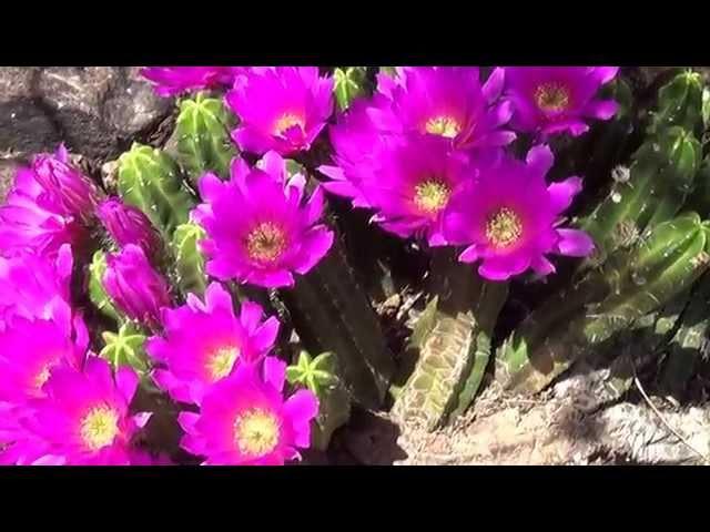 Hedgehog Cactus Flowers - Echinocereus viereckii