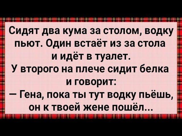 Как к Куму Белка Пришла! Сборник Свежих Анекдотов! Юмор!