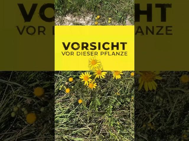 ️ Vorsicht vor dieser Pflanze‼️#wildkräuter #sommer #sommer2024 #garten #wanderer #natur