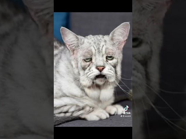 Top 5 ugly cats #ugly #uglycat